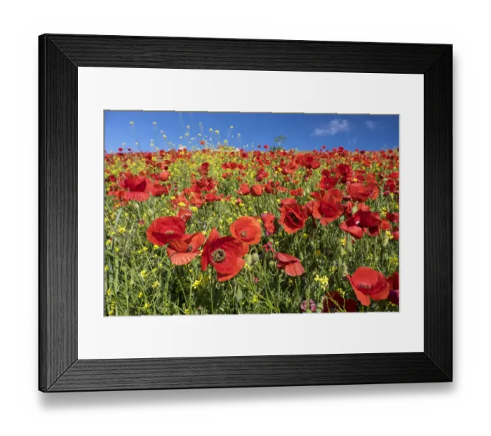 Framed Print : Field of bright red poppies (Papaveraceae), Andalusia, Spain Framed Print : Field of bright red poppies (Papaveraceae), Andalusia, Spain