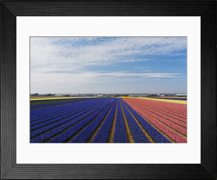 Framed Print : Multicolored hyacinths (Hyacinthus) fields, Lisse, South Holland, Netherlands