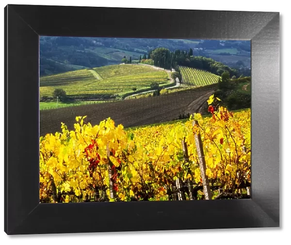Autumn Vineyard Rows with Bright Color, Chianti, Tuscany, Italy