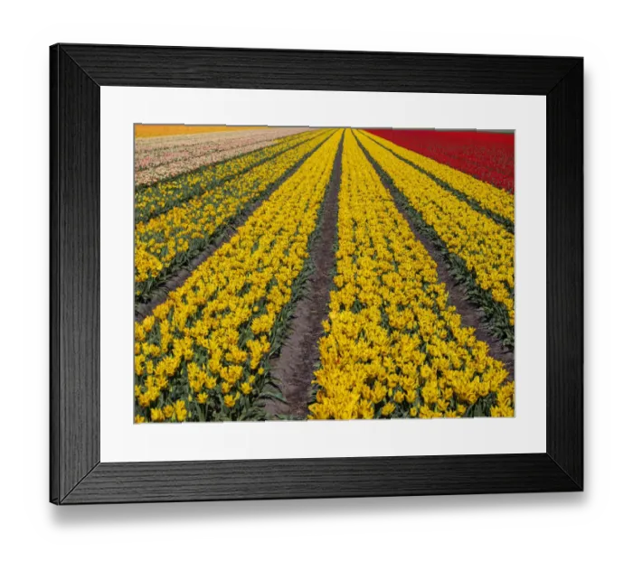 Framed Print : Yellow tulip (Tulipa) field, Kop van Noord-Holland, Netherlands Framed Print : Yellow tulip (Tulipa) field, Kop van Noord-Holland, Netherlands