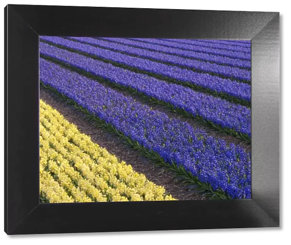 Purple and yellow hyacinths (Hyacinthus) fields, Lisse, South Holland, Netherlands