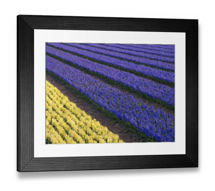 Framed Print : Purple and yellow hyacinths (Hyacinthus) fields, Lisse, South Holland, Netherlands Framed Print : Purple and yellow hyacinths (Hyacinthus) fields, Lisse, South Holland, Netherlands