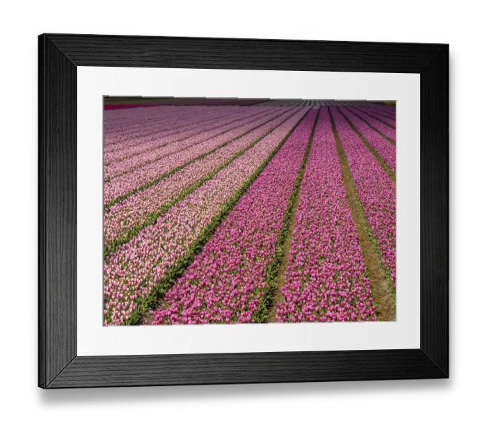 Framed Print : Pink tulip (Tulipa) field, Kop van Noord-Holland, Netherlands Framed Print : Pink tulip (Tulipa) field, Kop van Noord-Holland, Netherlands