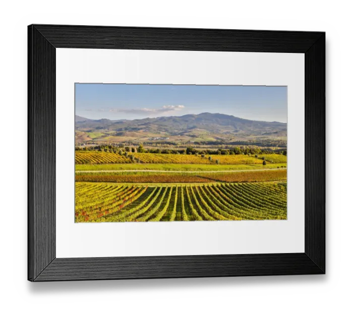 Framed Print : Rows of Vines, Castello Banfi, Montalcino, Tuscany, Italy Framed Print : Rows of Vines, Castello Banfi, Montalcino, Tuscany, Italy