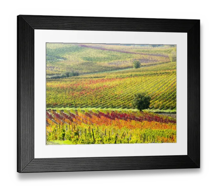 Framed Print : Autumn Vineyard in full color, Montepulciano, Tuscany, Italy