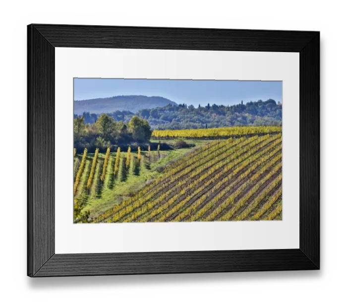 Framed Print : Vineyard, Tuscany, Italy Framed Print : Vineyard, Tuscany, Italy