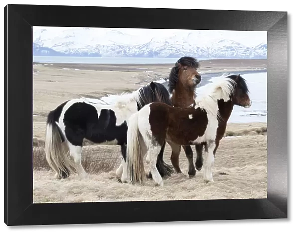 Icelandic horses with thick manes and coats protecting from cold, Akureyri, North Iceland, Iceland