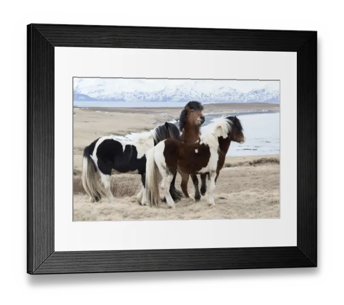 Framed Print : Icelandic horses with thick manes and coats protecting from cold, Akureyri, North Iceland, Iceland