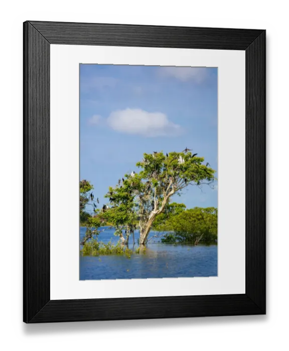 Framed Print : Birds perching in tree at Prek Toal Bird Sanctuary, Tonle Sap Lake, Cambodia Framed Print : Birds perching in tree at Prek Toal Bird Sanctuary, Tonle Sap Lake, Cambodia