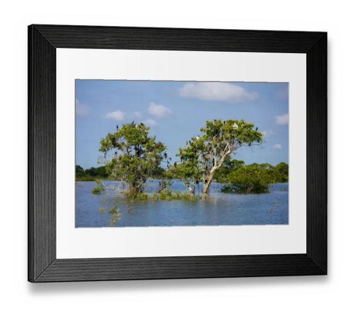 Framed Print : Birds perching in tree at Prek Toal Bird Sanctuary, Tonle Sap Lake, Cambodia Framed Print : Birds perching in tree at Prek Toal Bird Sanctuary, Tonle Sap Lake, Cambodia