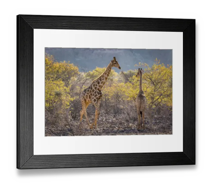 Framed Print : Three giraffes (Giraffa camelopardalis camelopardalis) amidst acacia trees, Twyfelfontein, Namibia Framed Print : Three giraffes (Giraffa camelopardalis camelopardalis) amidst acacia trees, Twyfelfontein, Namibia