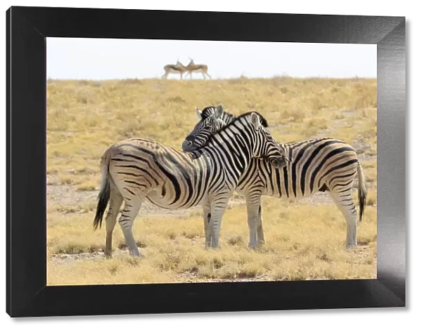 Necking zebras (Equus burchellii) with springboks in background, Etosha National Park, Namibia