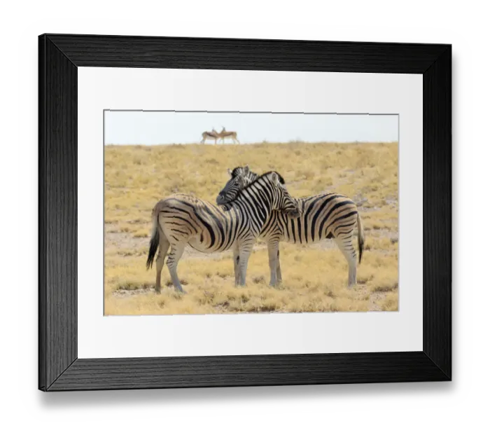 Framed Print : Necking zebras (Equus burchellii) with springboks in background, Etosha National Park, Namibia Framed Print : Necking zebras (Equus burchellii) with springboks in background, Etosha National Park, Namibia