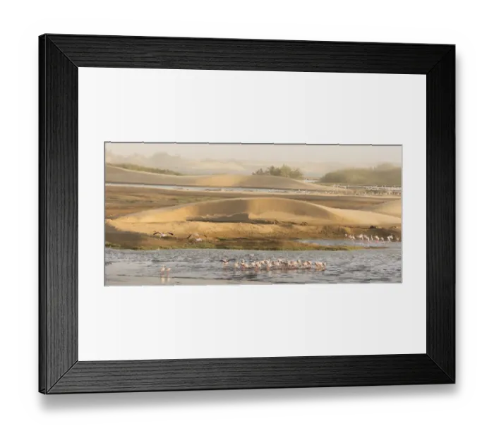 Framed Print : Lesser flamingos (Phoeniconaias minor) gathering to feed, Walvis Bay, Namibia