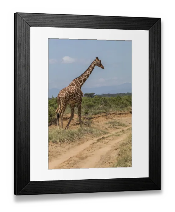 Framed Print : Reticulated Giraffe (giraffa Camelopardalis Reticulata), Samburu National Park, Kenya Framed Print : Reticulated Giraffe (giraffa Camelopardalis Reticulata), Samburu National Park, Kenya