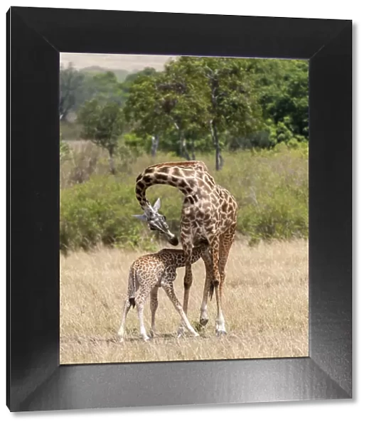 Giraffes, mother feeding baby, Masai Mara National Reserve, Kenya
