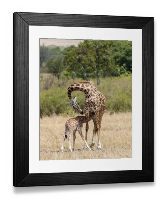 Framed Print : Giraffes, mother feeding baby, Masai Mara National Reserve, Kenya