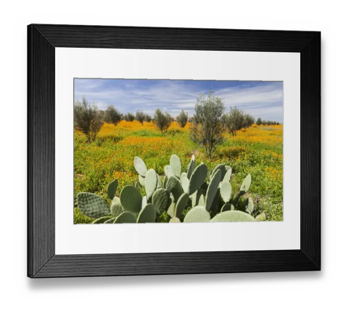 Framed Print : Springtime landscape of flowers, olive trees and giant prickly pear cactus, Marrakech, Morocco Framed Print : Springtime landscape of flowers, olive trees and giant prickly pear cactus, Marrakech, Morocco