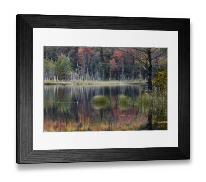 Framed Print : Autumn colors and mist reflecting on Council Lake at sunrise, Hiawatha National Forest, Michigan, USA Framed Print : Autumn colors and mist reflecting on Council Lake at sunrise, Hiawatha National Forest, Michigan, USA