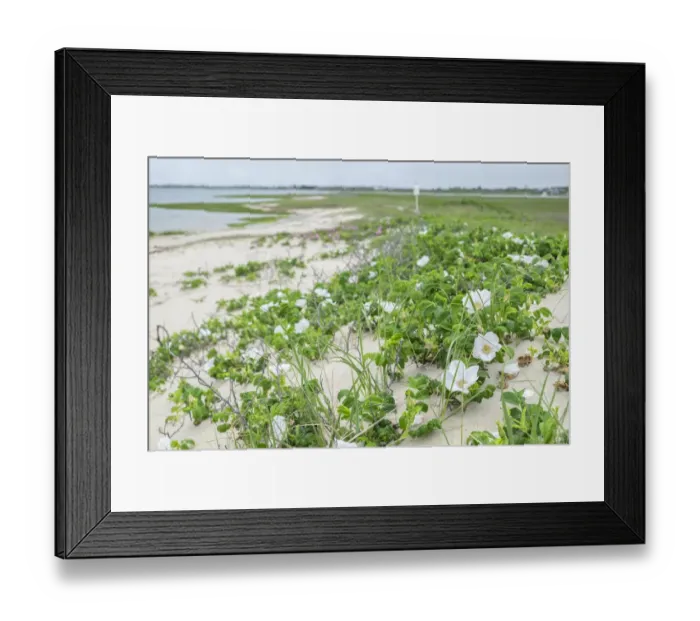 Framed Print : Beach roses, Madaket, Nantucket, Massachusetts, USA Framed Print : Beach roses, Madaket, Nantucket, Massachusetts, USA