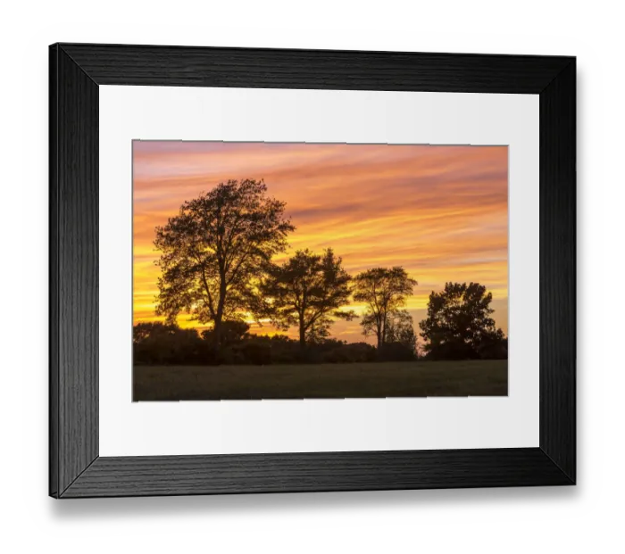 Framed Print : Trees at dusk on Sagamore Hill in Hamilton, Massachusetts, USA Framed Print : Trees at dusk on Sagamore Hill in Hamilton, Massachusetts, USA