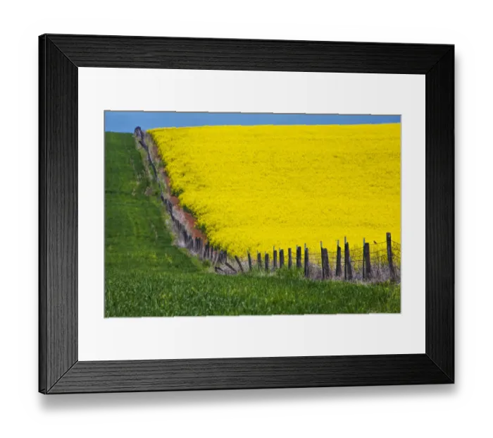Framed Print : Canola Field in Full Fresh Bloom Along Fence, Grangeville, Idaho, USA Framed Print : Canola Field in Full Fresh Bloom Along Fence, Grangeville, Idaho, USA