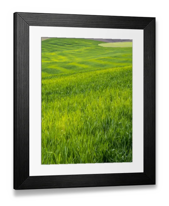 Framed Print : Rolling Green Hills of Spring Wheat, Palouse, Idaho, USA Framed Print : Rolling Green Hills of Spring Wheat, Palouse, Idaho, USA