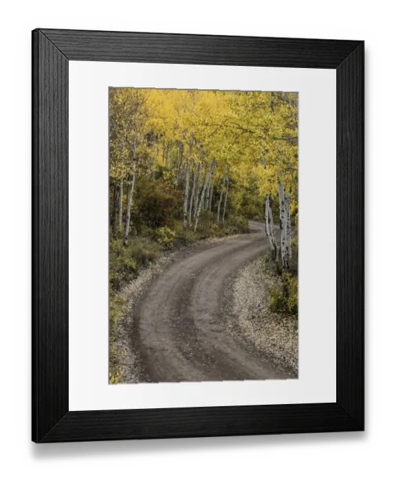 Framed Print : Rural forest service road and golden aspen trees (Populus Tremuloides) in fall, Sneffels Wilderness Area, Uncompahgre National Forest, Colorado, USA Framed Print : Rural forest service road and golden aspen trees (Populus Tremuloides) in fall, Sneffels Wilderness Area, Uncompahgre National Forest, Colorado, USA