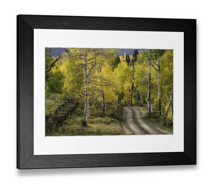 Framed Print : Rural forest service road through golden aspen trees (Populus Tremuloides) in fall, Sneffels Wilderness Area, Uncompahgre National Forest, Colorado, USA Framed Print : Rural forest service road through golden aspen trees (Populus Tremuloides) in fall, Sneffels Wilderness Area, Uncompahgre National Forest, Colorado, USA