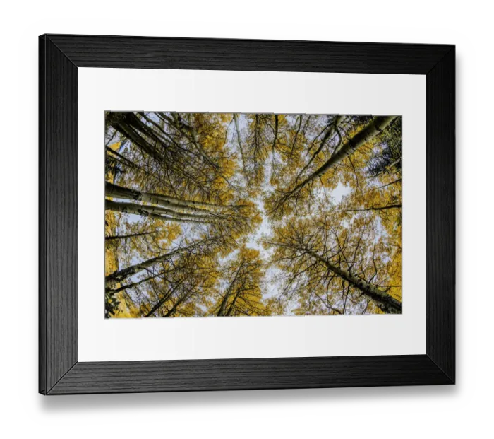 Framed Print : Low angle fisheye view upward of aspen trees (Populus Tremuloides) in fall, Uncompahgre National Forest, Colorado, USA Framed Print : Low angle fisheye view upward of aspen trees (Populus Tremuloides) in fall, Uncompahgre National Forest, Colorado, USA