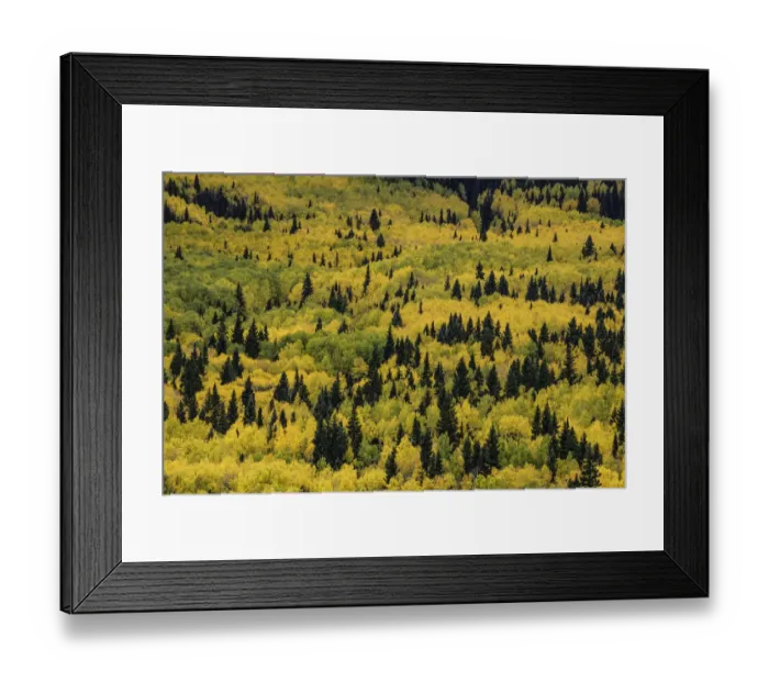 Framed Print : Massive mountain slope of dense aspen trees (Populus Tremuloides) and evergreens in fall color, Sneffels Range, Sneffels Wilderness Area, Uncompahgre National Forest, Colorado, USA Framed Print : Massive mountain slope of dense aspen trees (Populus Tremuloides) and evergreens in fall color, Sneffels Range, Sneffels Wilderness Area, Uncompahgre National Forest, Colorado, USA