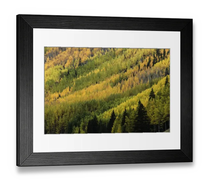 Framed Print : Aspen tree pattern on mountain slope near Crystal Lake, near Ouray, Colorado, USA