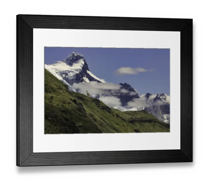 Framed Print : Guanaco (Lama guanicoe) standing on steep slope, Torres del Paine National Park, Chile Framed Print : Guanaco (Lama guanicoe) standing on steep slope, Torres del Paine National Park, Chile