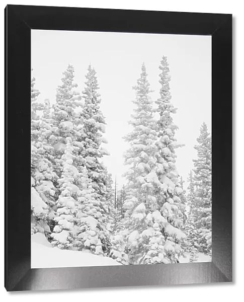 Heavy snowfall dresses forest trees, San Isabel National Forest, Colorado, USA