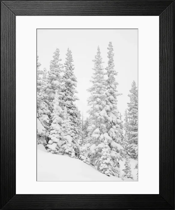 Framed Print : Heavy snowfall dresses forest trees, San Isabel National Forest, Colorado, USA Framed Print : Heavy snowfall dresses forest trees, San Isabel National Forest, Colorado, USA