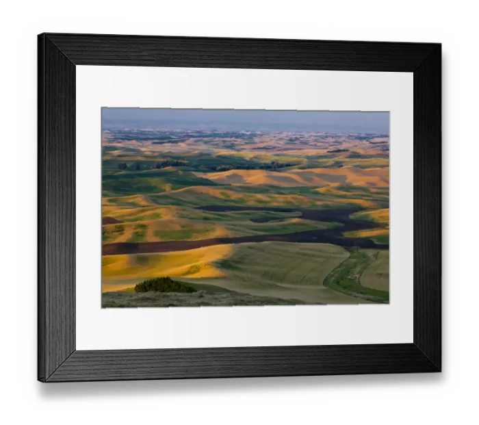 Framed Print : Rolling landscape with fields of pea and wheat in Palouse region, Washington State, USA Framed Print : Rolling landscape with fields of pea and wheat in Palouse region, Washington State, USA