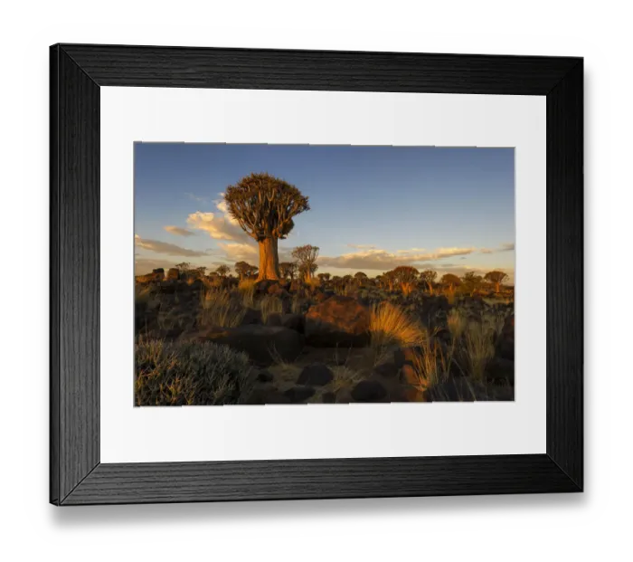 Framed Print : Landscape Photo of the Quiver Tree Forest lit up in Golden light from the Setting Sun, Keetmanshoop, Namibia Framed Print : Landscape Photo of the Quiver Tree Forest lit up in Golden light from the Setting Sun, Keetmanshoop, Namibia
