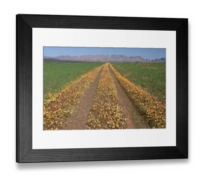 Framed Print : Eastern Cape, Field, Flora, Flower, Fragility, Grass, Growth, Idyllic, Landscape Framed Print : Eastern Cape, Field, Flora, Flower, Fragility, Grass, Growth, Idyllic, Landscape