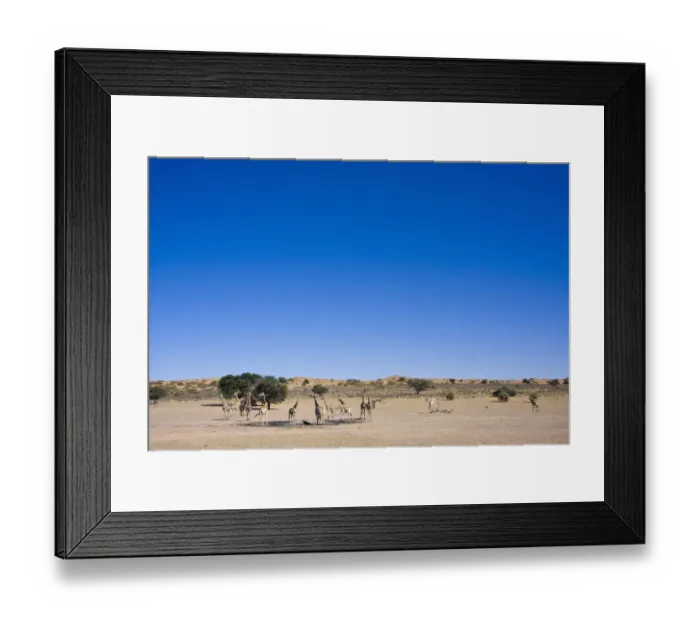Framed Print : Herd of Giraffa giraffa, Southern giraffe, at waterhole, Kgalagadi Transfrontier Park, Northern Cape, South Africa, Kgalagadi District, Botswana Framed Print : Herd of Giraffa giraffa, Southern giraffe, at waterhole, Kgalagadi Transfrontier Park, Northern Cape, South Africa, Kgalagadi District, Botswana