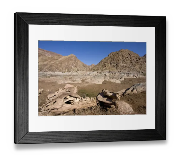Framed Print : Skeleton of wild horse, Equus ferus, Fish River Canyon Hiking Trail, Ai-Ais Richtersveld Transfrontier Park, Karas Region, Namibia