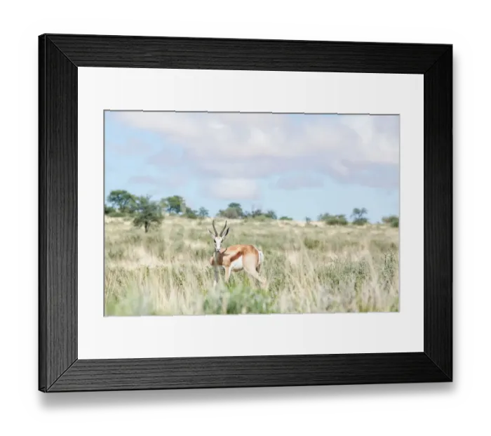 Framed Print : The springbok (Antidorcas marsupialis) is a medium-sized antelope found mainly in southern and southwestern Africa. Both sexes have a pair of black, 35-to-50-centimetre long horns that curve backwar Framed Print : The springbok (Antidorcas marsupialis) is a medium-sized antelope found mainly in southern and southwestern Africa. Both sexes have a pair of black, 35-to-50-centimetre long horns that curve backwar