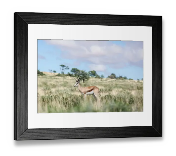 Framed Print : The springbok (Antidorcas marsupialis) is a medium-sized antelope found mainly in southern and southwestern Africa. Both sexes have a pair of black, 35-to-50-centimetre long horns that curve backwar Framed Print : The springbok (Antidorcas marsupialis) is a medium-sized antelope found mainly in southern and southwestern Africa. Both sexes have a pair of black, 35-to-50-centimetre long horns that curve backwar