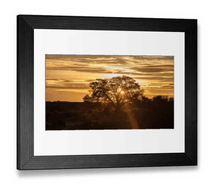 Framed Print : The Kgalagadi Transfrontier Park lies in a large sand-filled basin in the west of the southern African subcontinent, known as the Kalahari Desert. It straddles both South Africa and Botswana to create Framed Print : The Kgalagadi Transfrontier Park lies in a large sand-filled basin in the west of the southern African subcontinent, known as the Kalahari Desert. It straddles both South Africa and Botswana to create