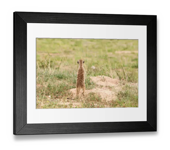 Framed Print : The meerkat or suricate (Suricata suricatta) is a small carnivoran belonging to the mongoose family (Herpestidae). It is the only member of the genus Suricata Framed Print : The meerkat or suricate (Suricata suricatta) is a small carnivoran belonging to the mongoose family (Herpestidae). It is the only member of the genus Suricata