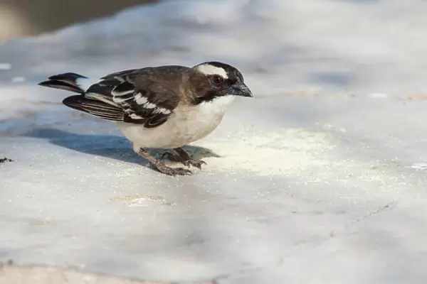 The white-browed sparrow-weaver is a predominantly brown, sparrow-sized bird found throughout central and north-central southern Africa