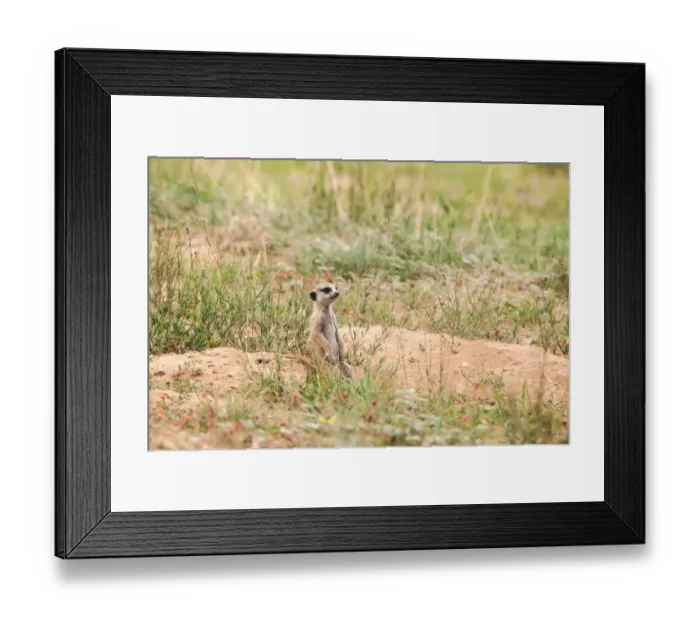 Framed Print : The meerkat or suricate (Suricata suricatta) is a small carnivoran belonging to the mongoose family (Herpestidae). It is the only member of the genus Suricata Framed Print : The meerkat or suricate (Suricata suricatta) is a small carnivoran belonging to the mongoose family (Herpestidae). It is the only member of the genus Suricata