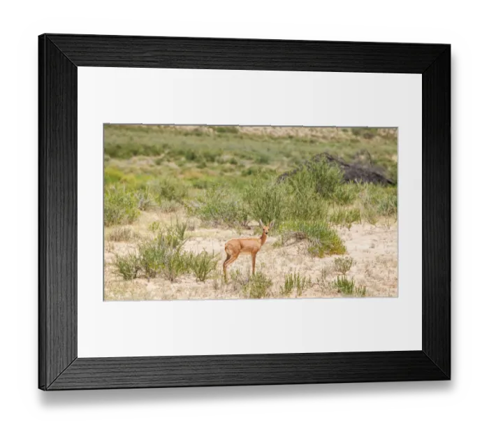 Framed Print : The steenbok (Raphicerus campestris) is a common small antelope of southern and eastern Africa. It is sometimes known as the steinbuck or steinbok Framed Print : The steenbok (Raphicerus campestris) is a common small antelope of southern and eastern Africa. It is sometimes known as the steinbuck or steinbok