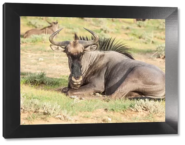 The wildebeests, also called gnus, or wildebai, are a genus of antelopes, Connochaetes. They belong to the family Bovidae, which includes antelopes, cattle, goats, sheep and other even-toed horned ung