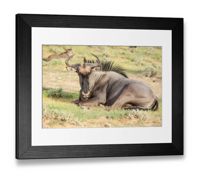 Framed Print : The wildebeests, also called gnus, or wildebai, are a genus of antelopes, Connochaetes. They belong to the family Bovidae, which includes antelopes, cattle, goats, sheep and other even-toed horned ung Framed Print : The wildebeests, also called gnus, or wildebai, are a genus of antelopes, Connochaetes. They belong to the family Bovidae, which includes antelopes, cattle, goats, sheep and other even-toed horned ung