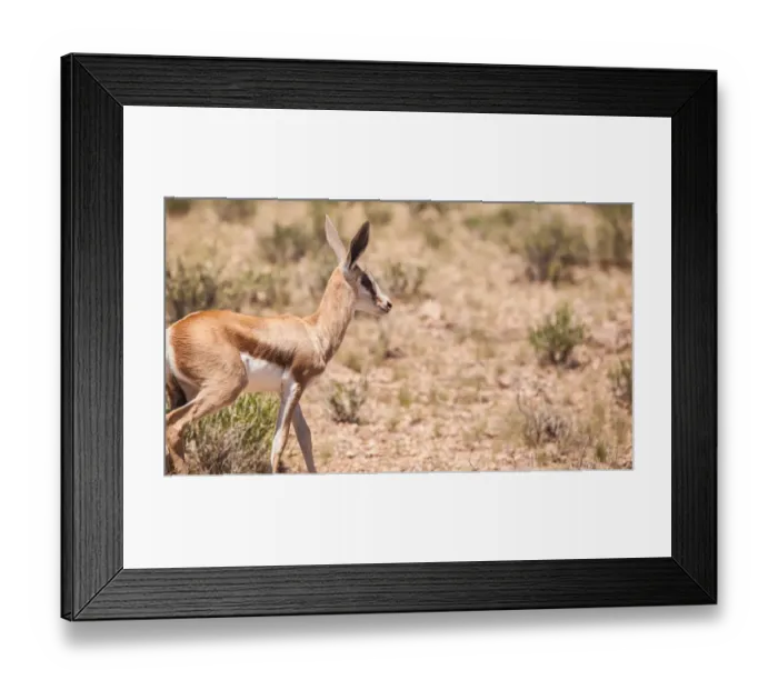 Framed Print : The springbok (Antidorcas marsupialis) is a medium-sized antelope found mainly in southern and southwestern Africa. Both sexes have a pair of black, 35-to-50-centimetre long horns that curve backwar